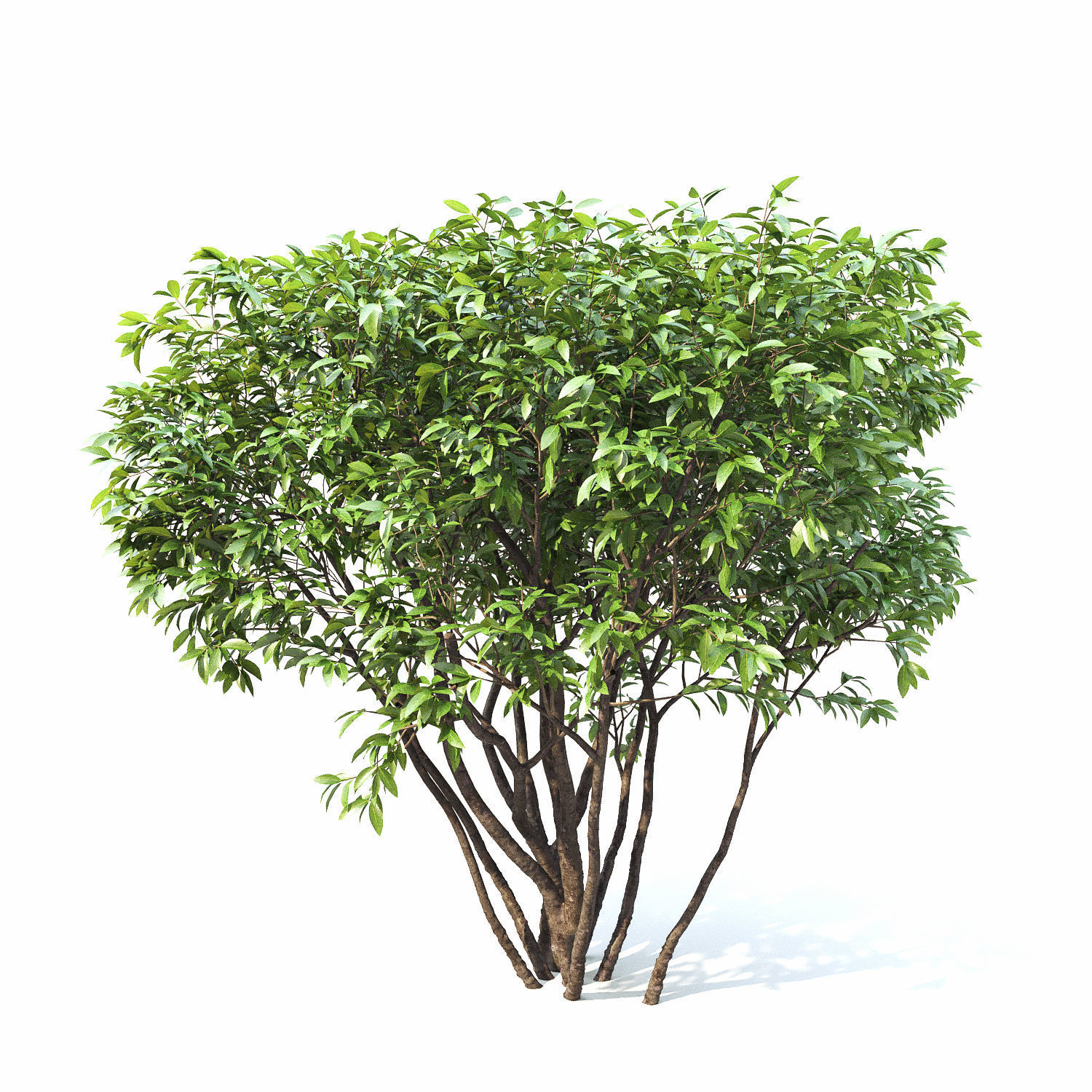 Ligustrum hedge 02 3D model_2