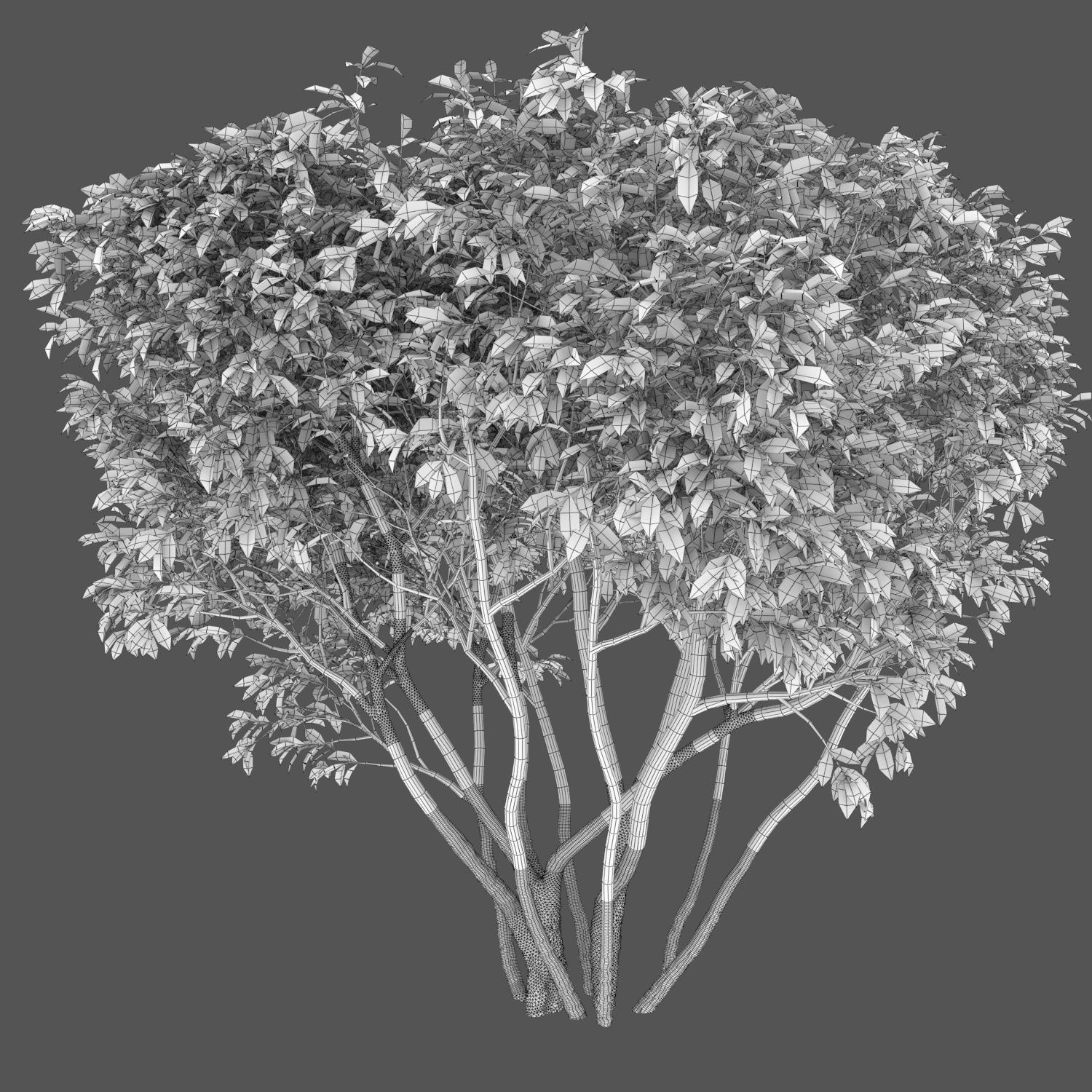 Ligustrum hedge 02 3D model_5