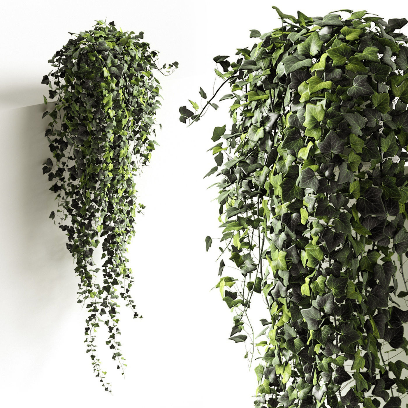 Houseplants collection _13
