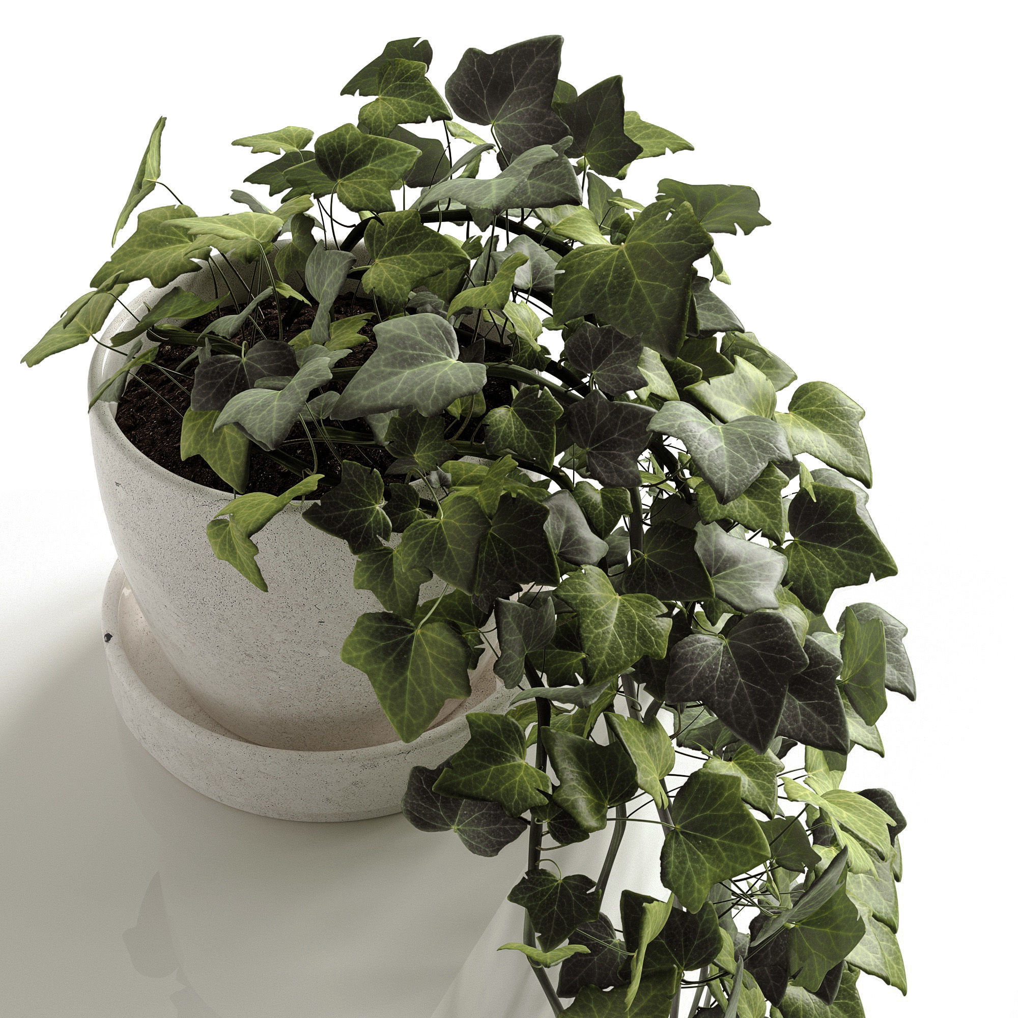 Houseplants collection _12