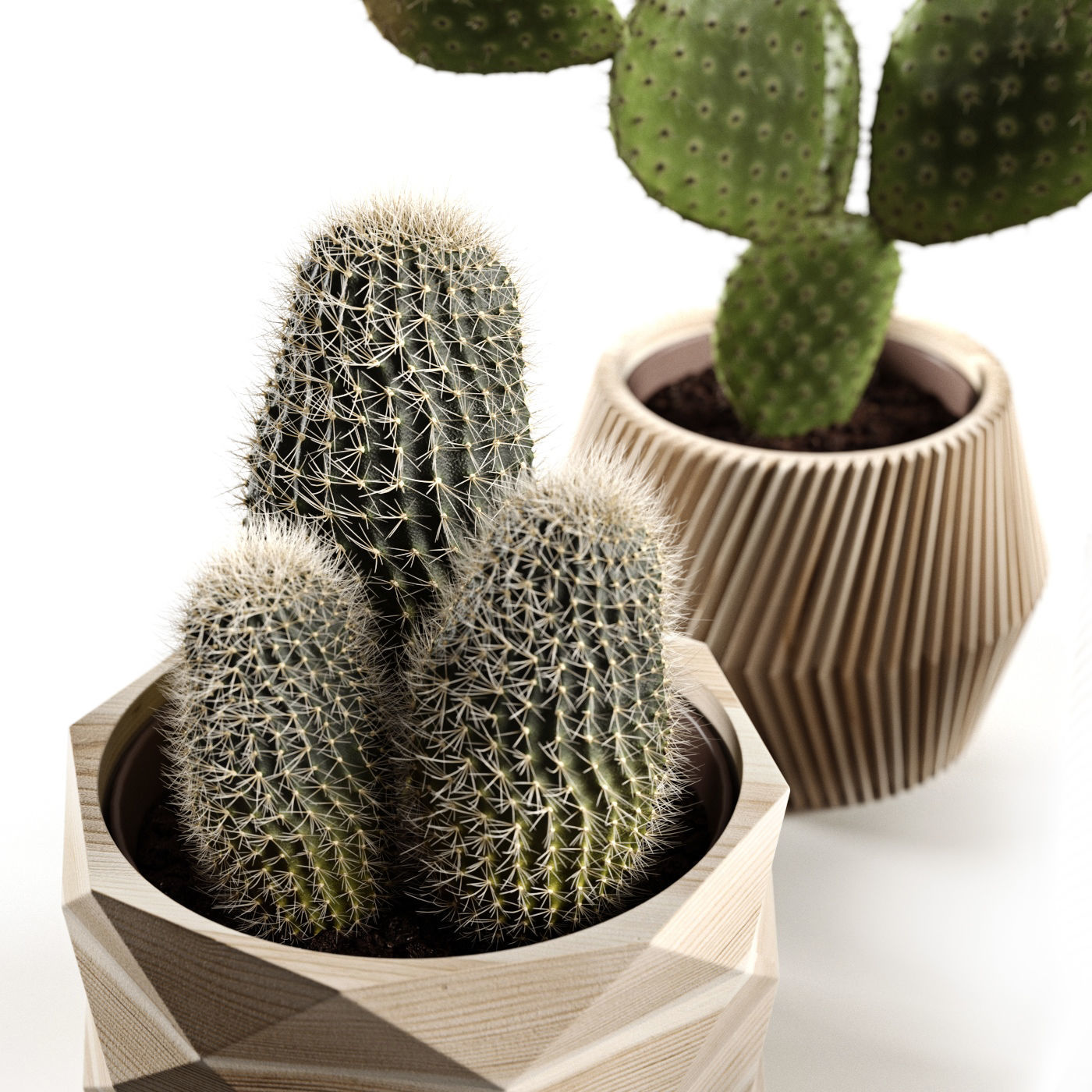Houseplants collection _9