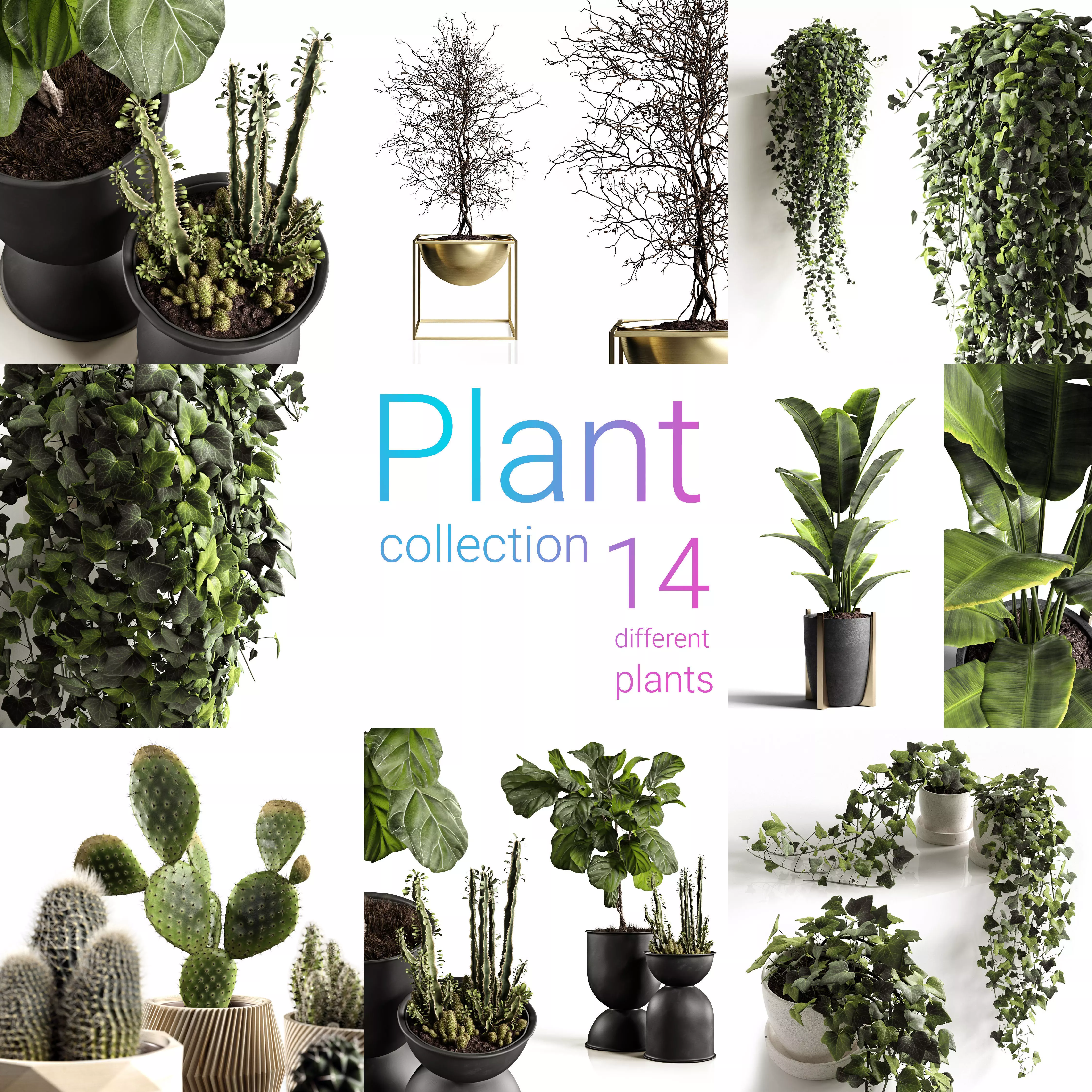 Houseplants collection _0