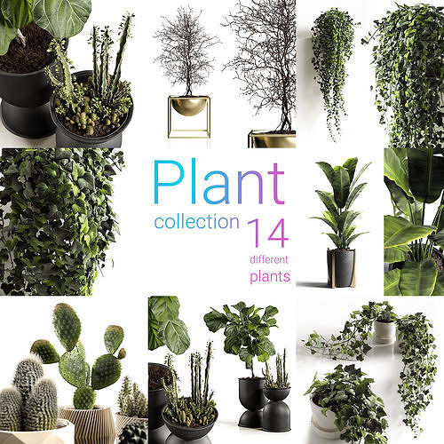 Houseplants collection 