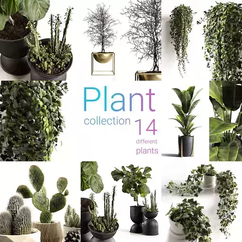 Houseplants collection 