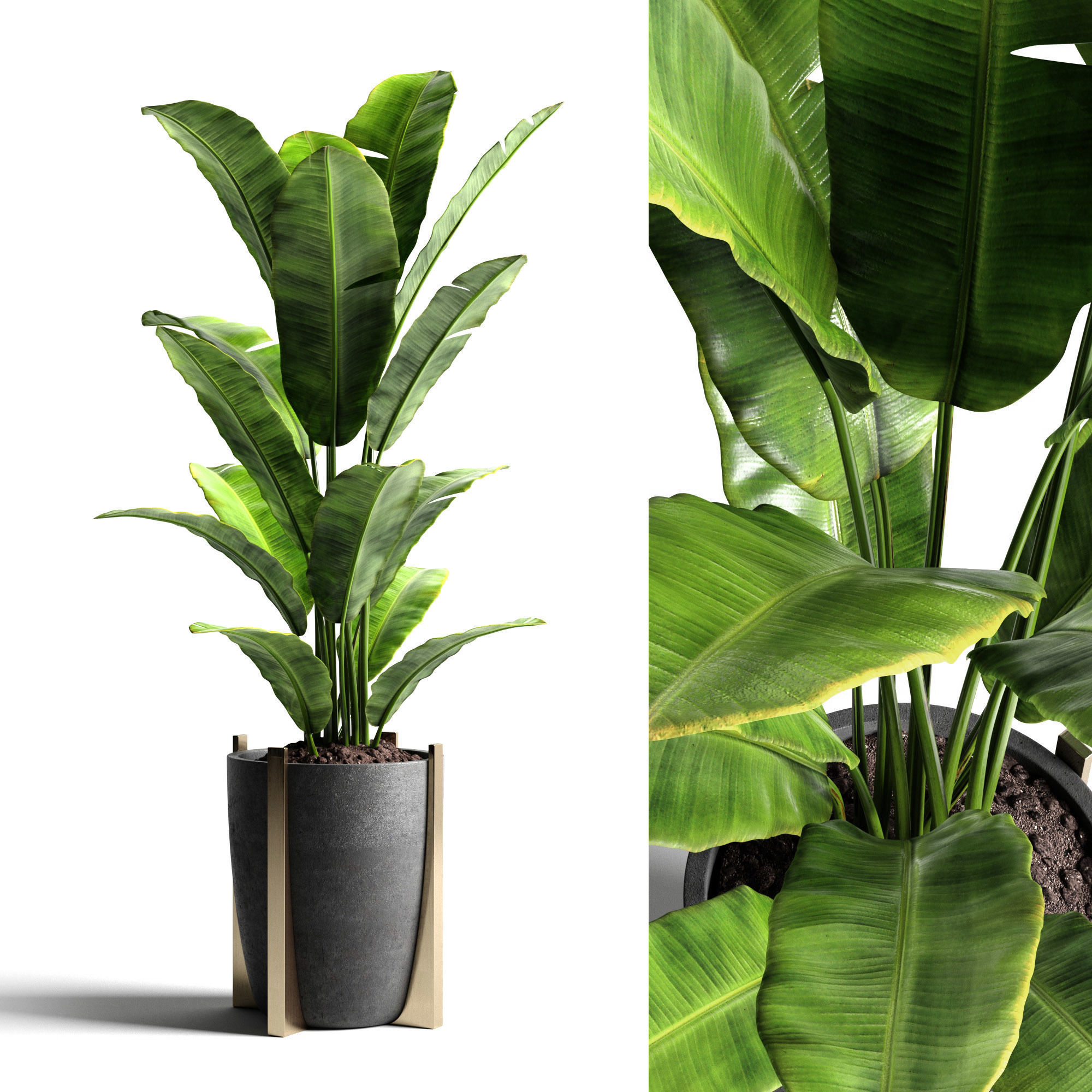 Houseplants collection _20