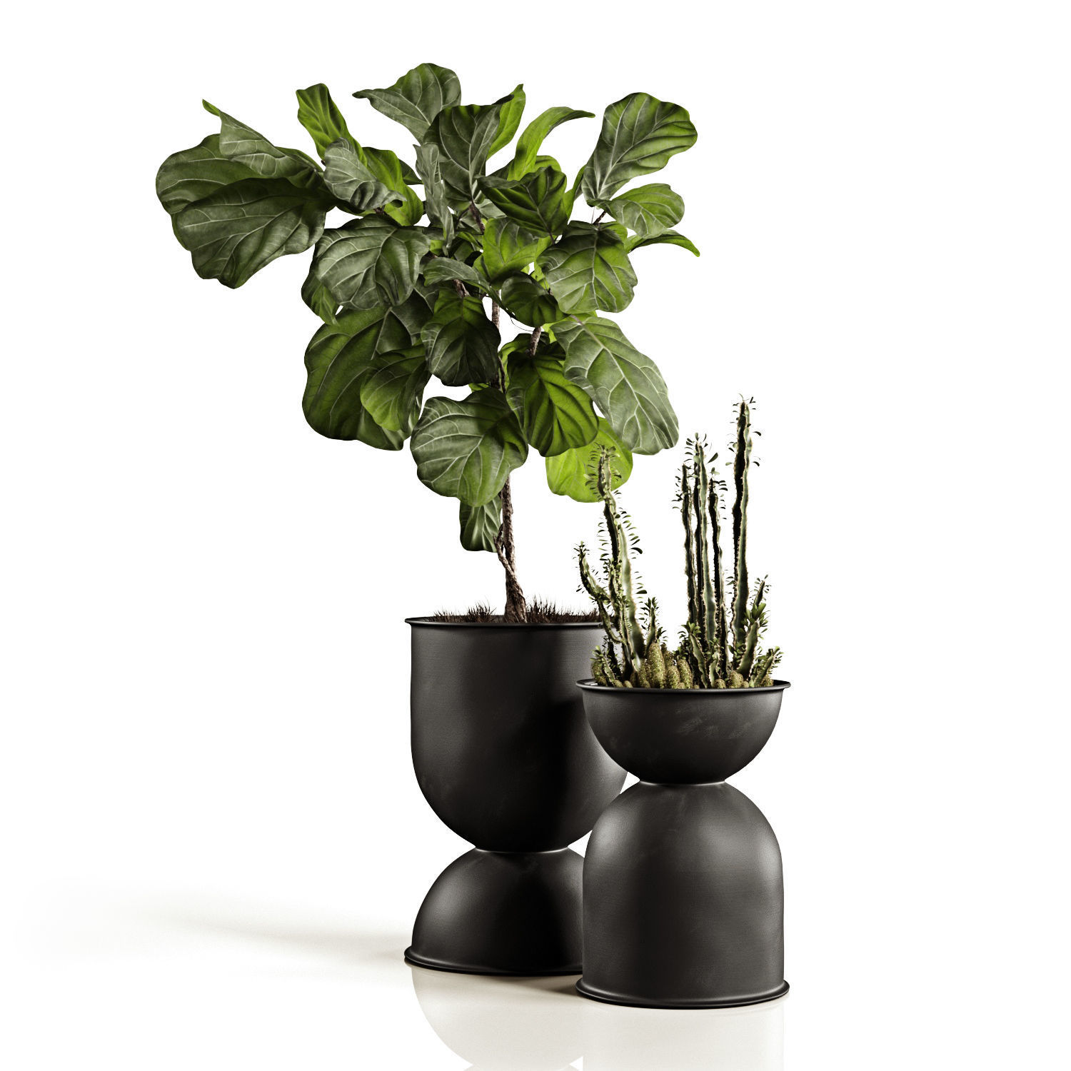 Houseplants collection _3