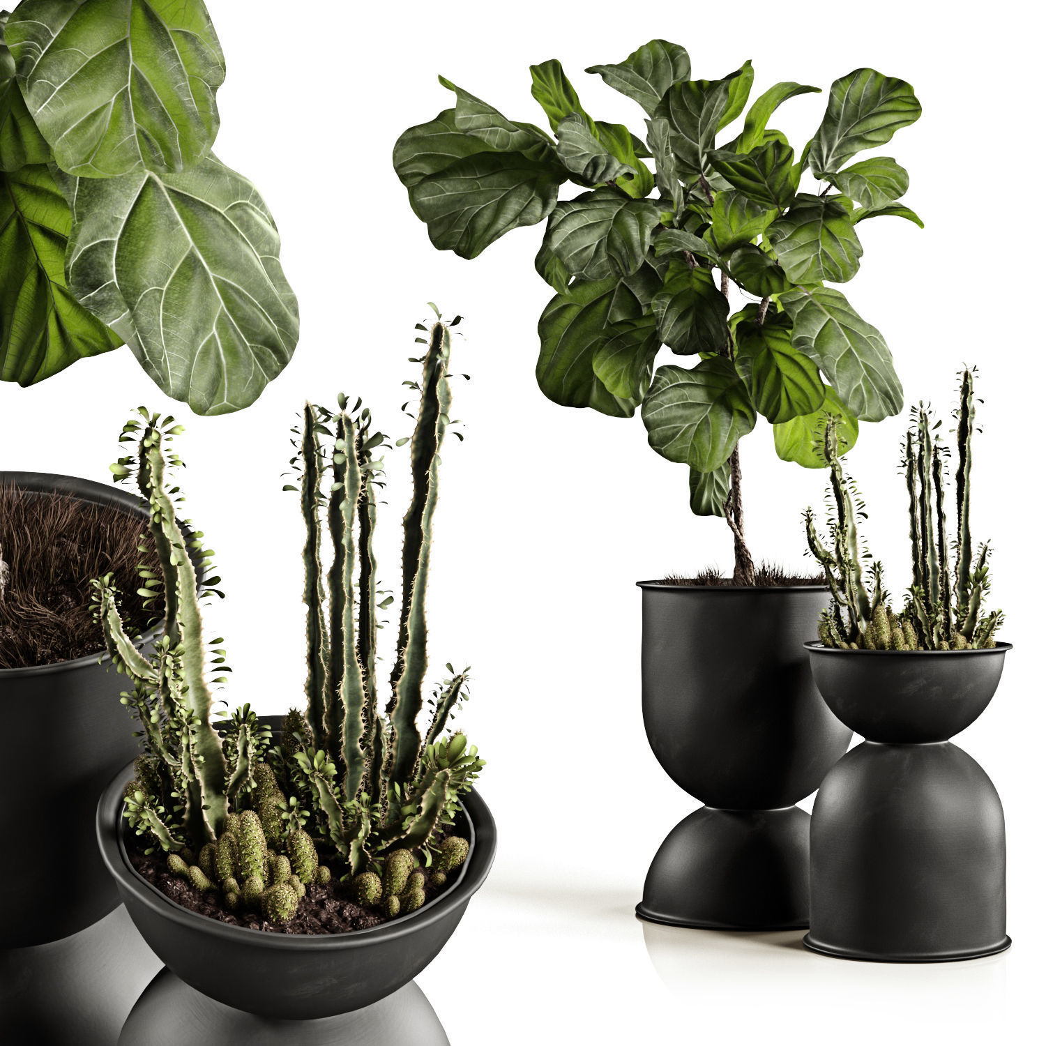 Houseplants collection _1
