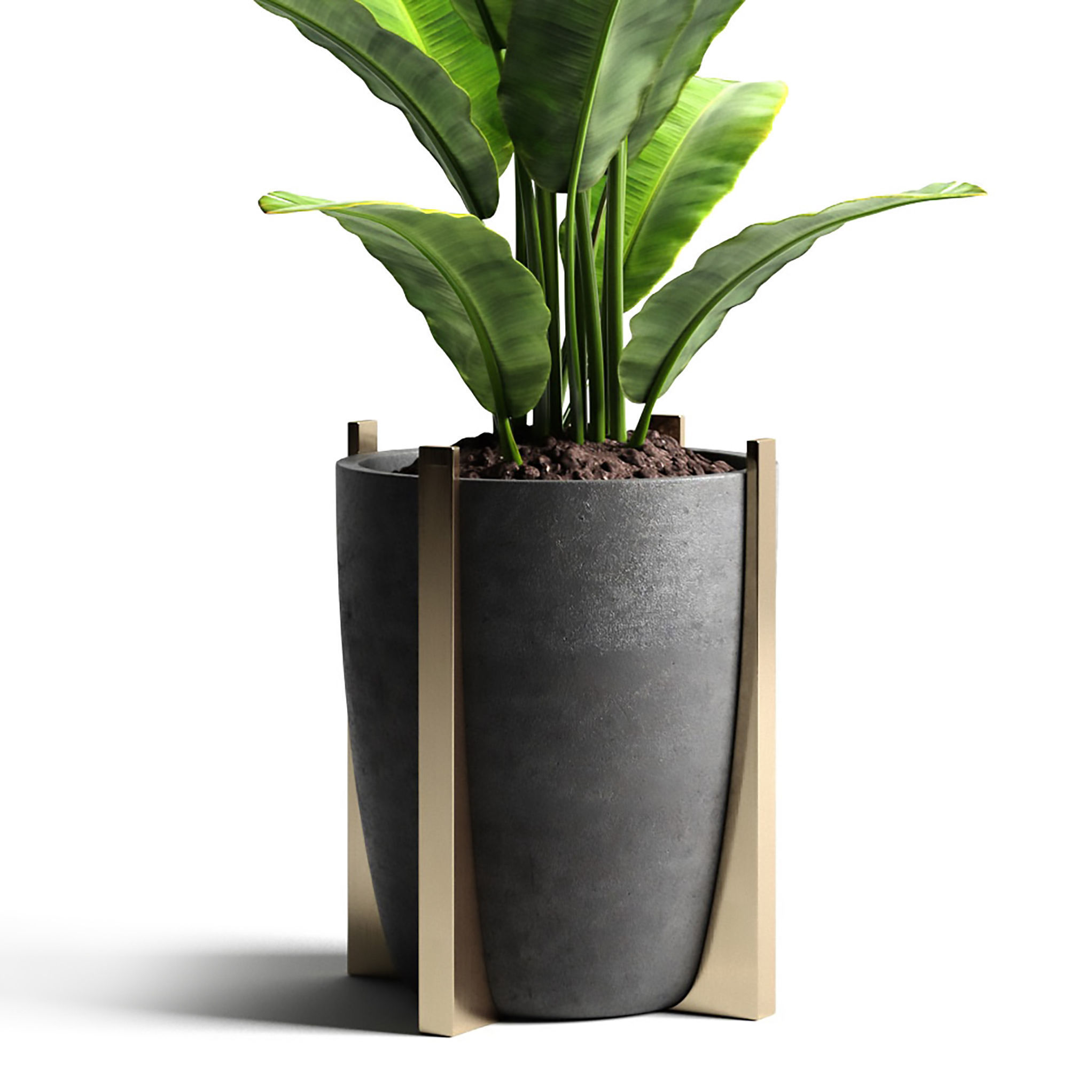 Houseplants collection _22