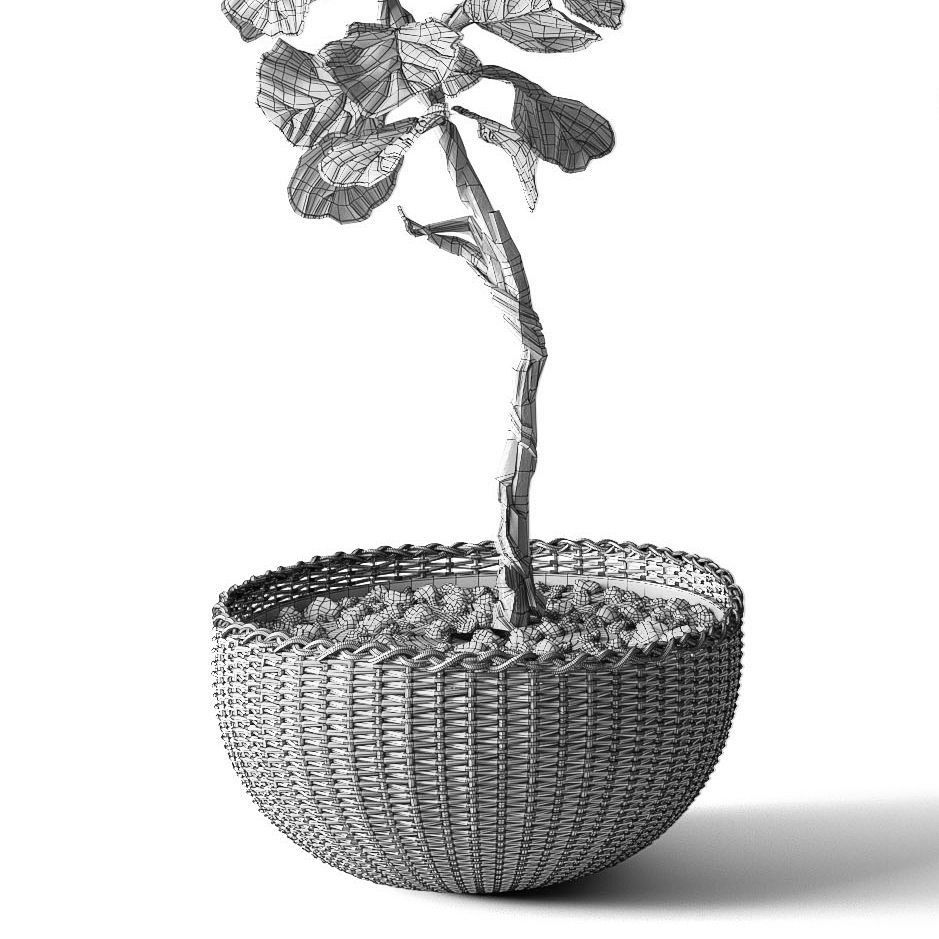 Houseplants collection _36