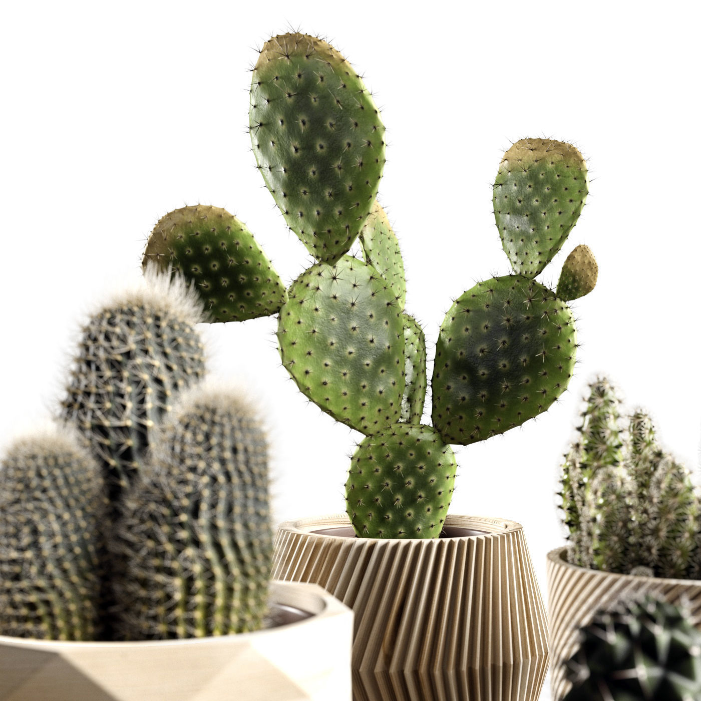 Houseplants collection _8