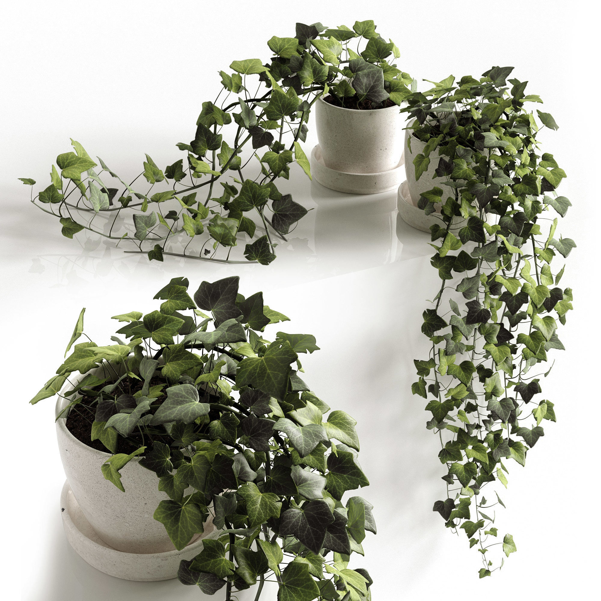 Houseplants collection _10