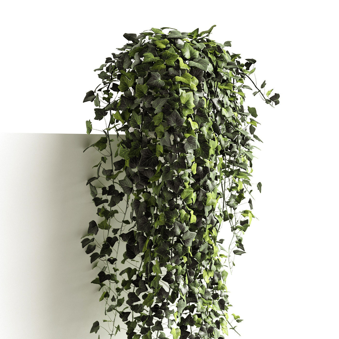 Houseplants collection _14