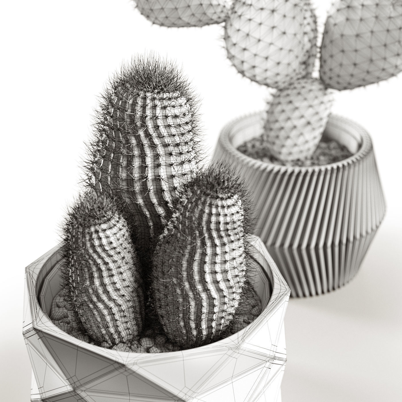 Houseplants collection _29