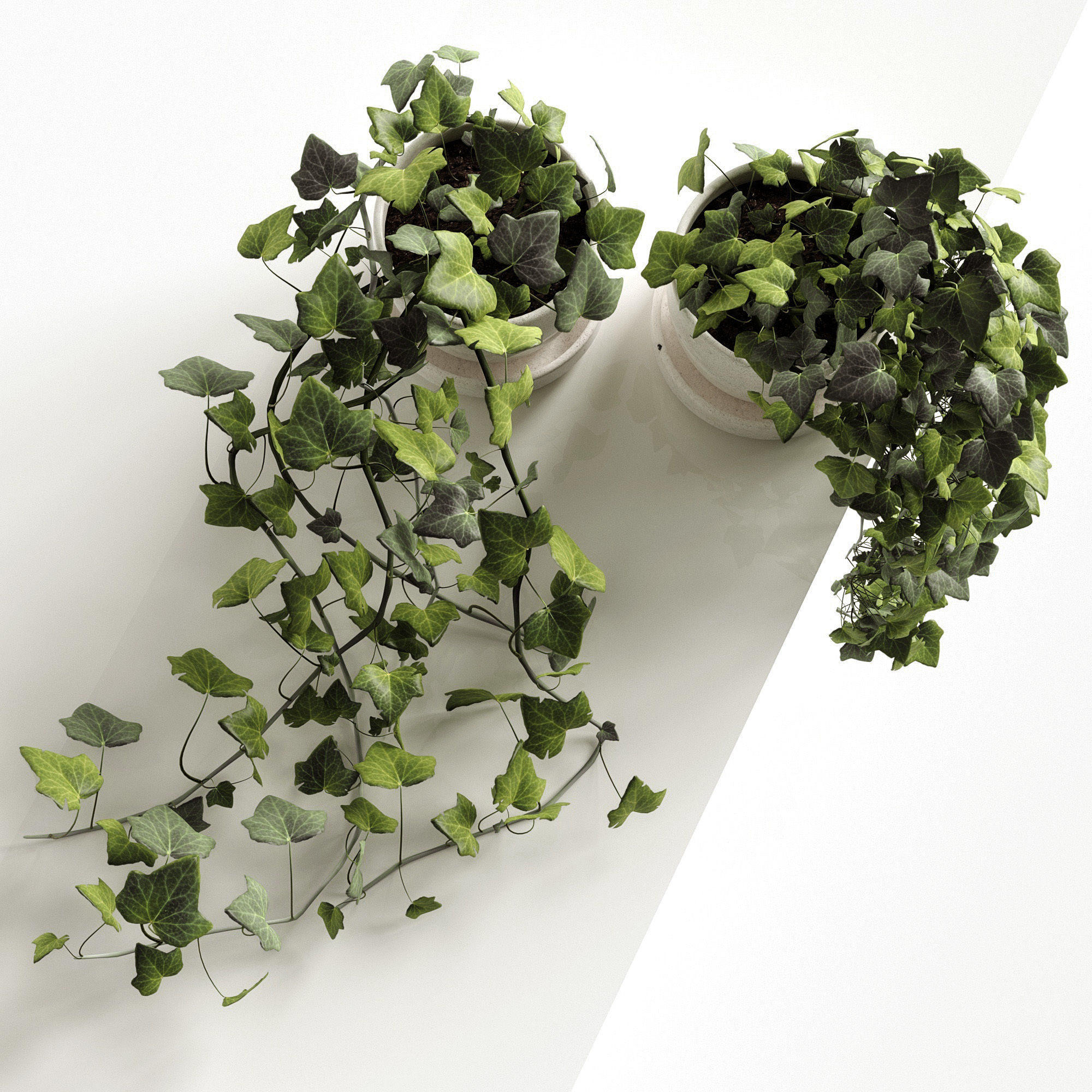 Houseplants collection _11