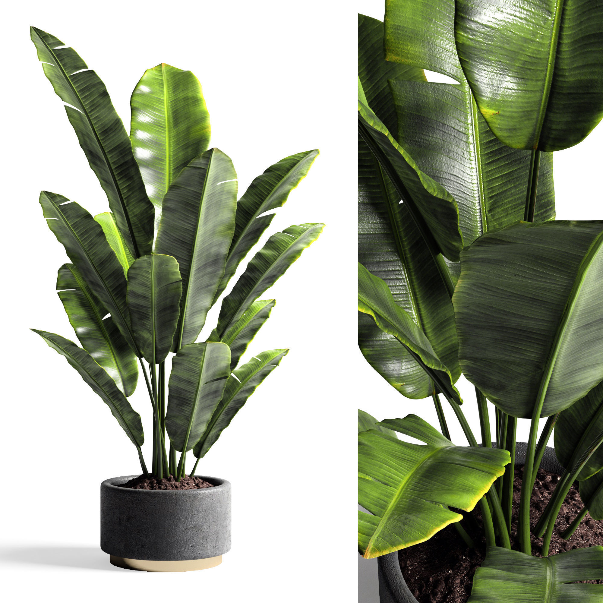 Houseplants collection _23