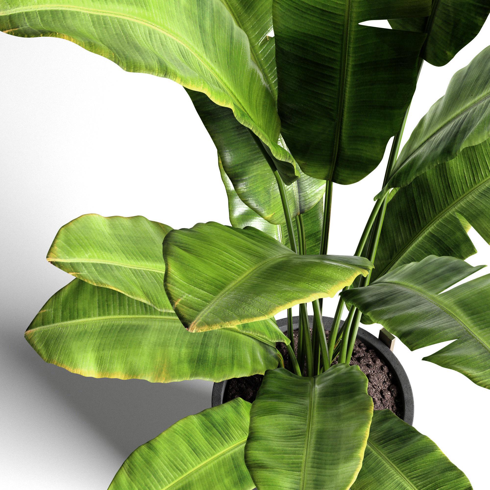 Houseplants collection _24
