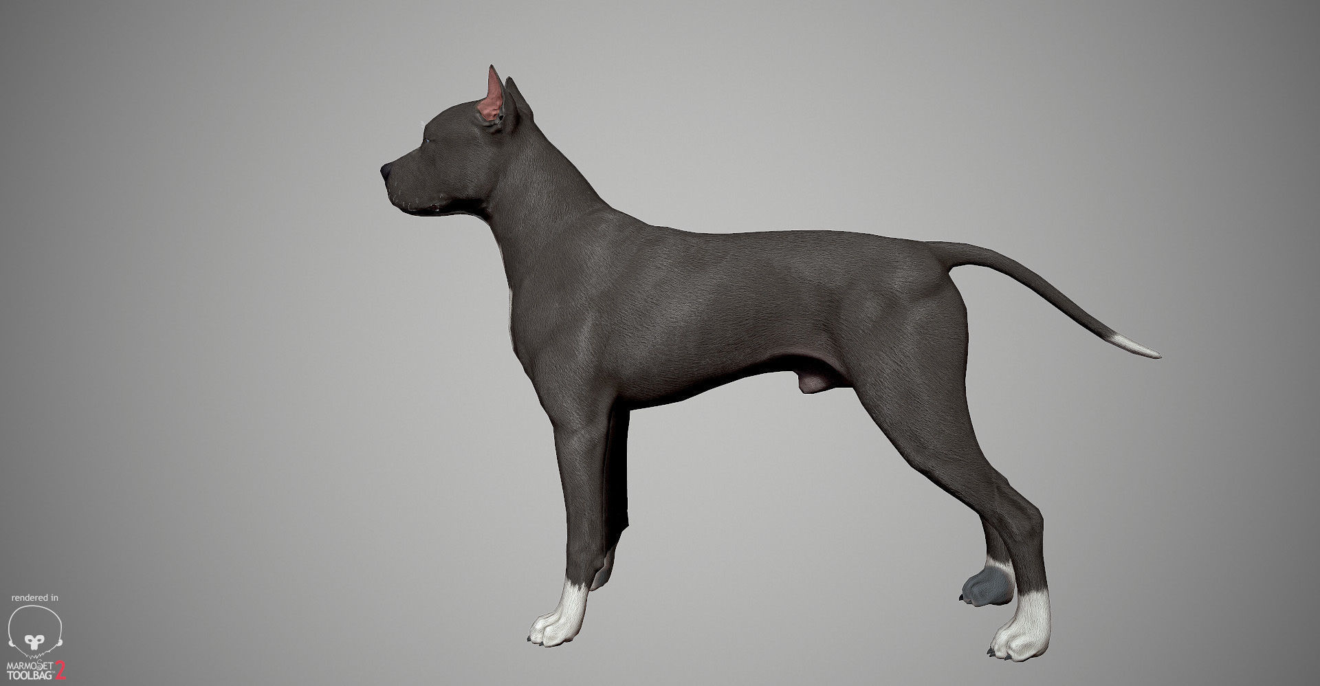 Pitbull Real-Time Low-poly 3D model_9