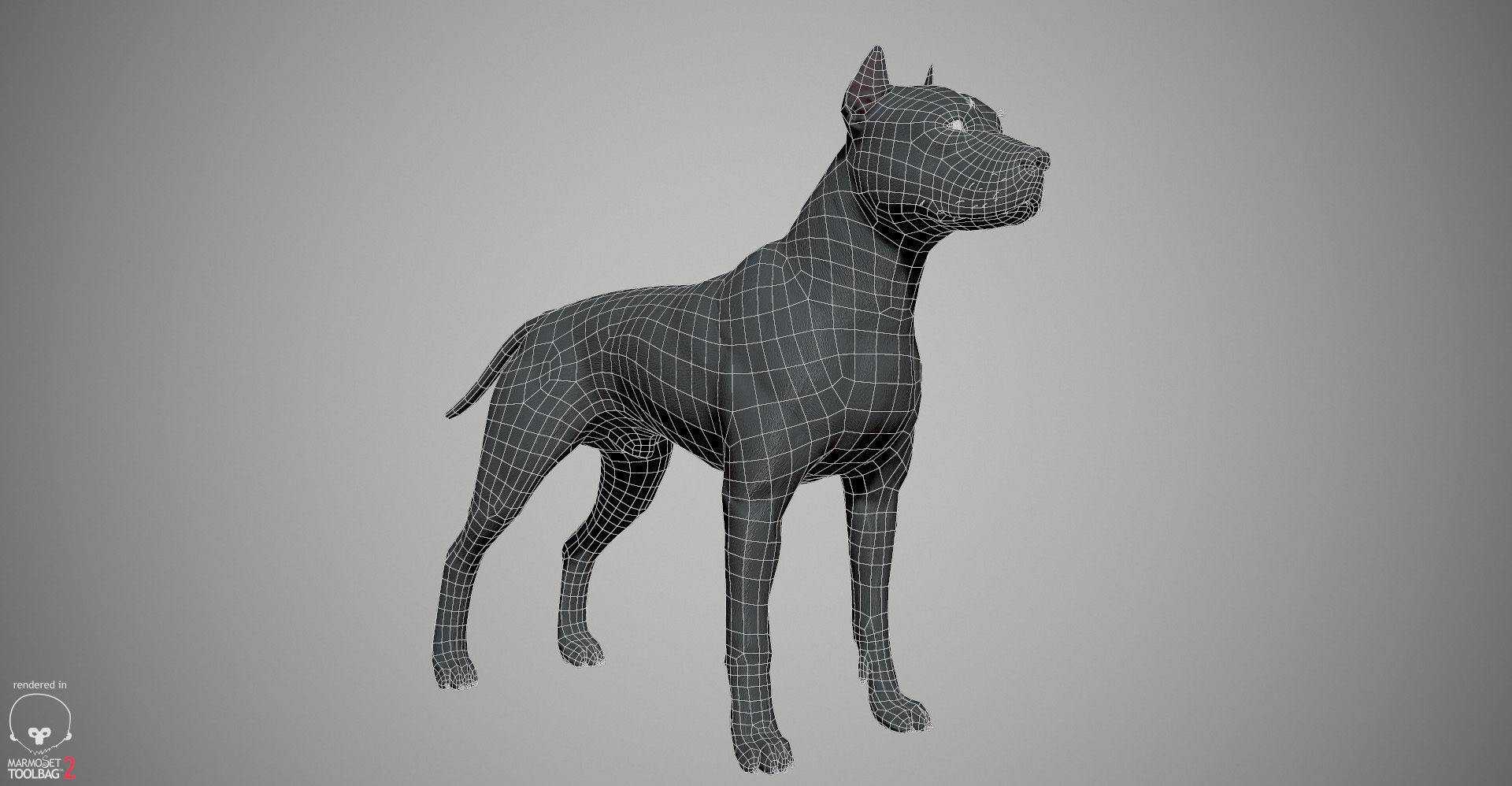 Pitbull Real-Time Low-poly 3D model_29