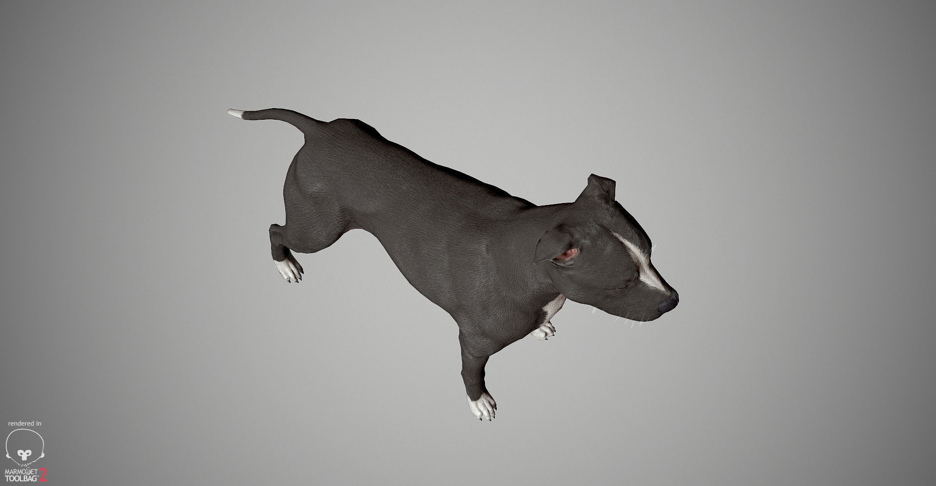 Pitbull Real-Time Low-poly 3D model_19