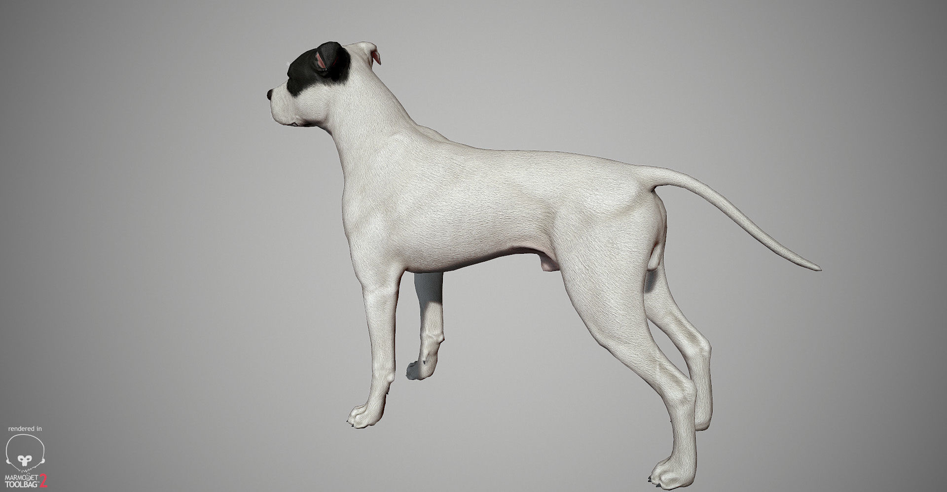 Pitbull Real-Time Low-poly 3D model_22