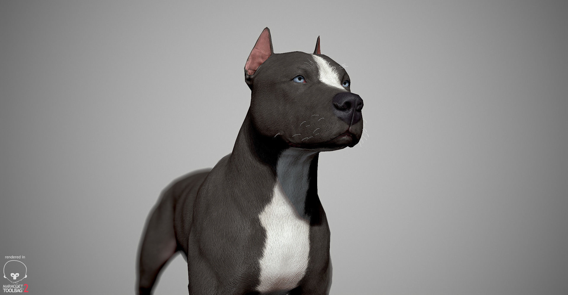 Pitbull Real-Time Low-poly 3D model_14