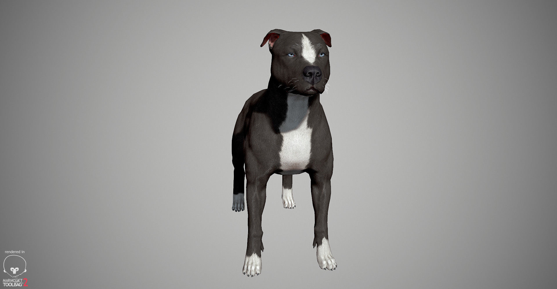 Pitbull Real-Time Low-poly 3D model_18