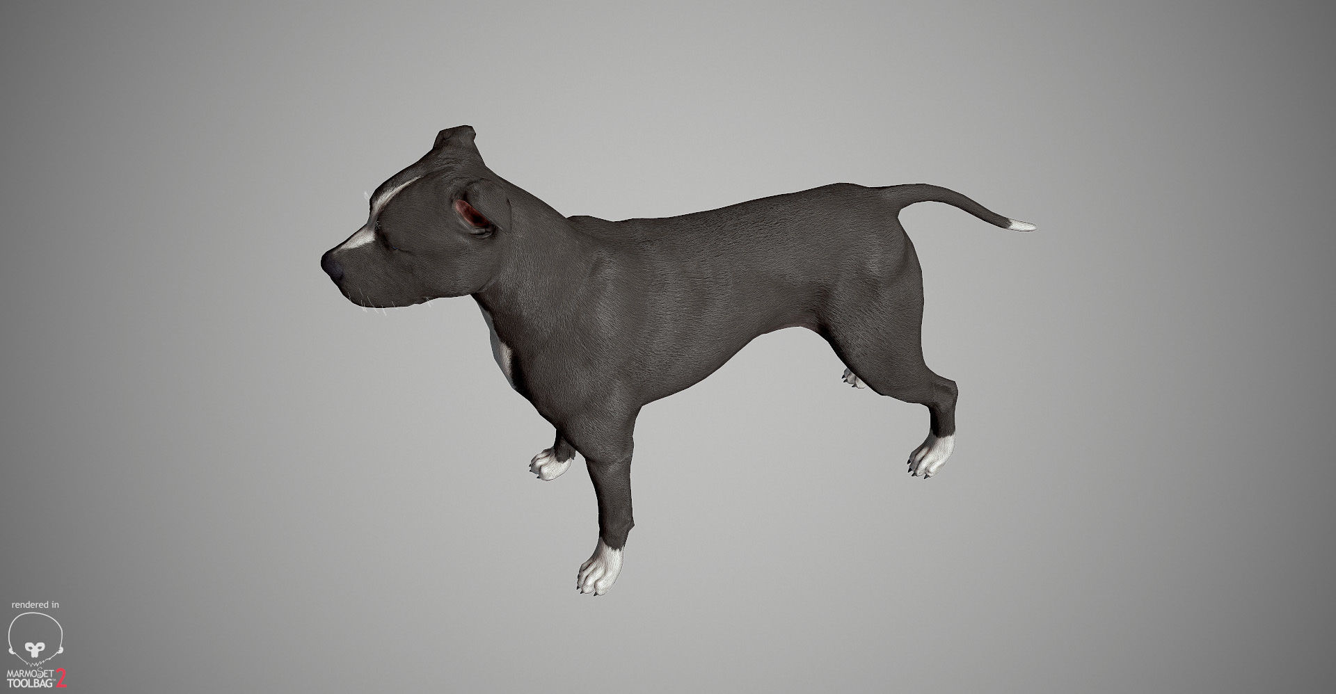 Pitbull Real-Time Low-poly 3D model_20