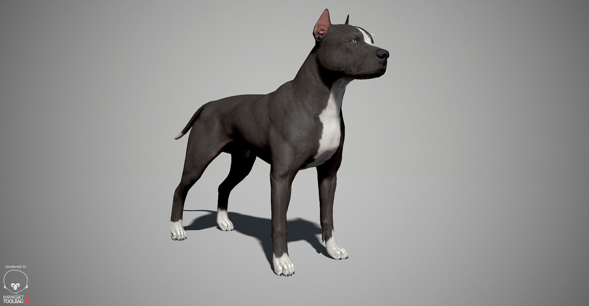 Pitbull Real-Time Low-poly 3D model_5