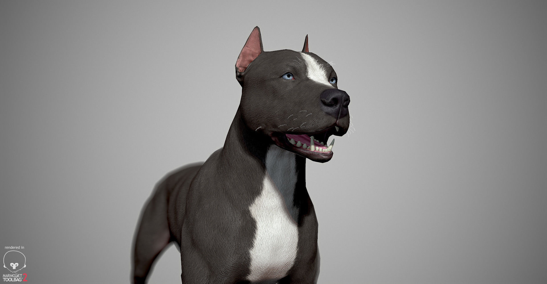 Pitbull Real-Time Low-poly 3D model_15