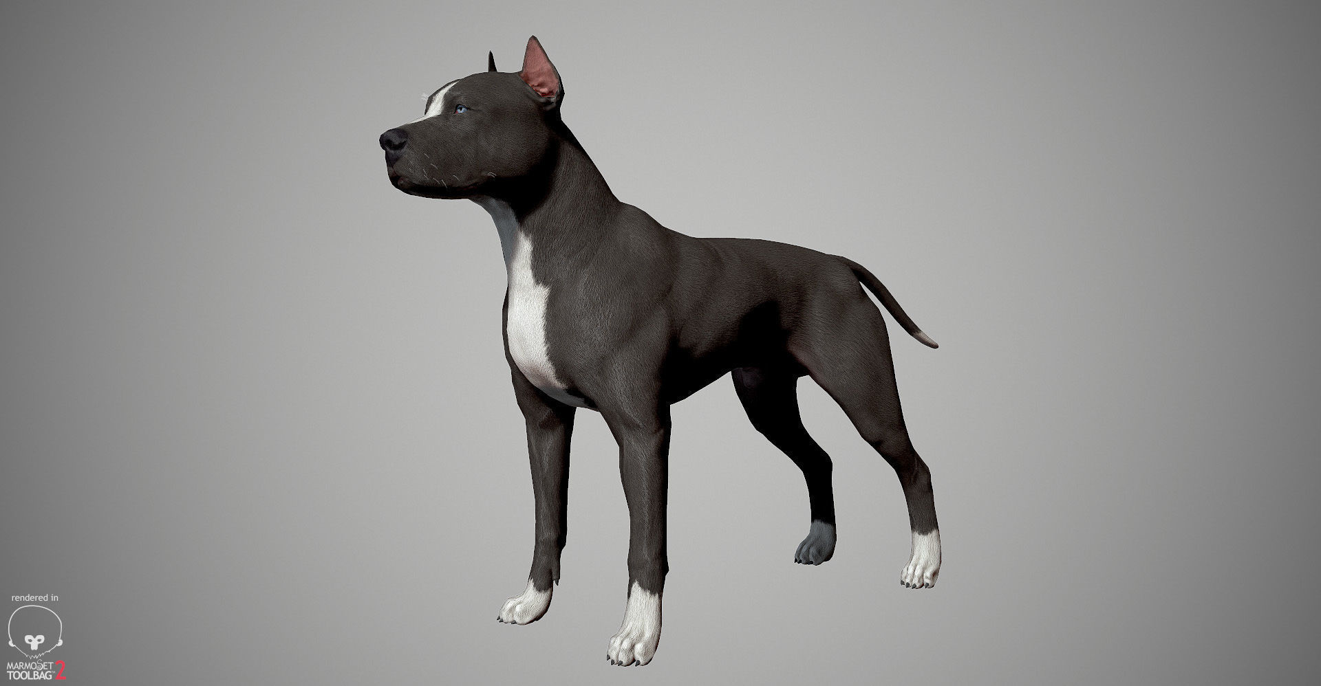 Pitbull Real-Time Low-poly 3D model_8