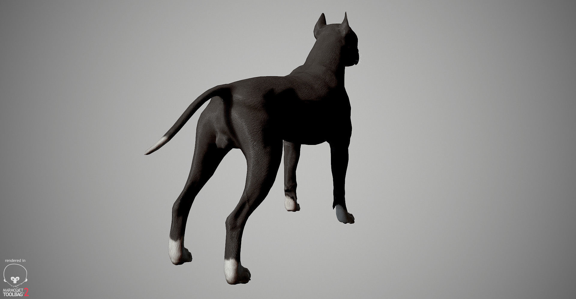 Pitbull Real-Time Low-poly 3D model_11