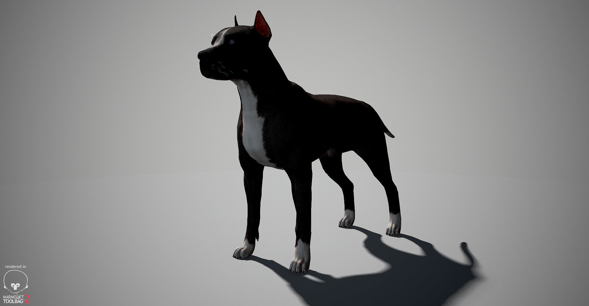 Pitbull Real-Time Low-poly 3D model_7