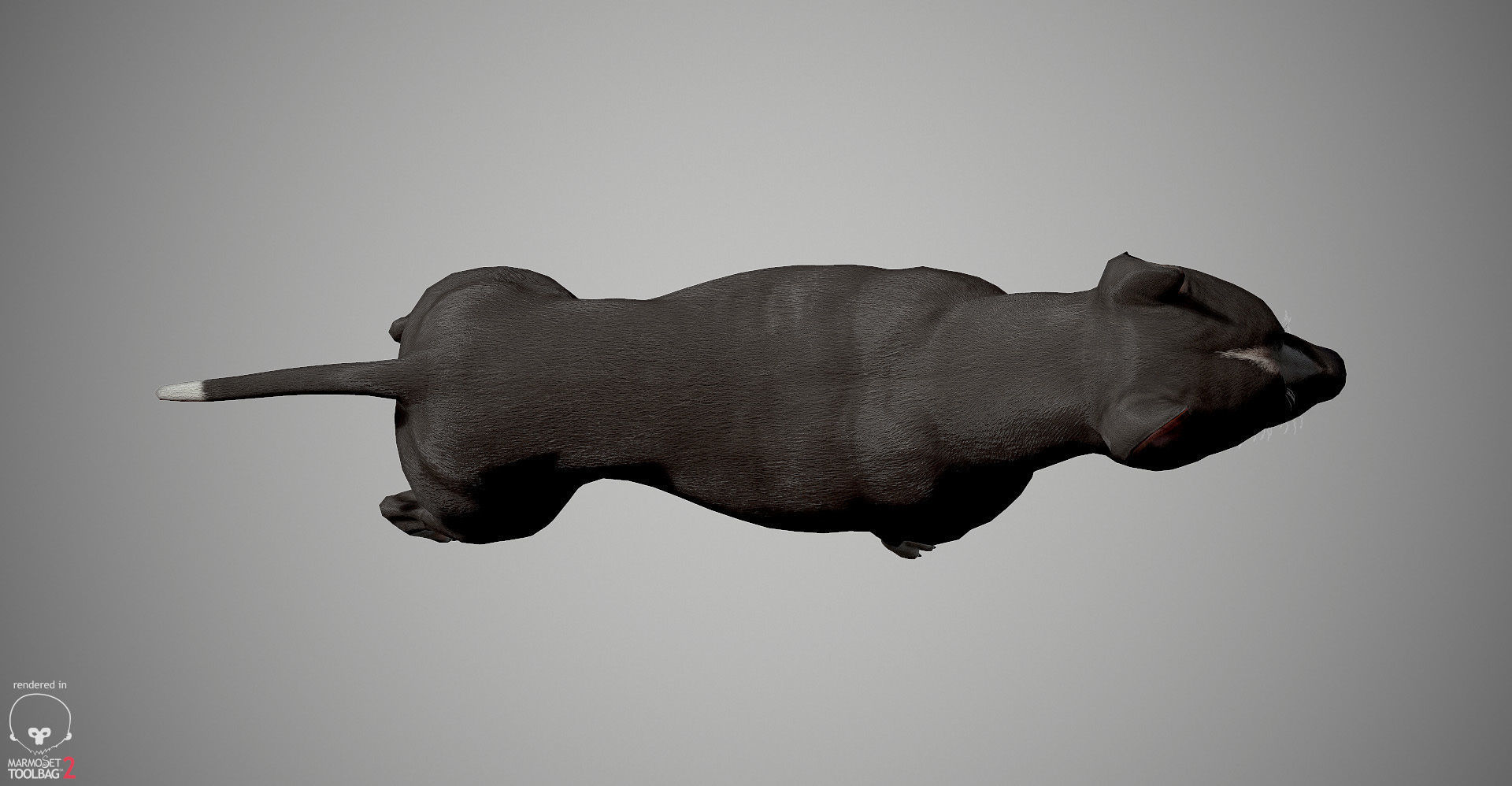 Pitbull Real-Time Low-poly 3D model_12