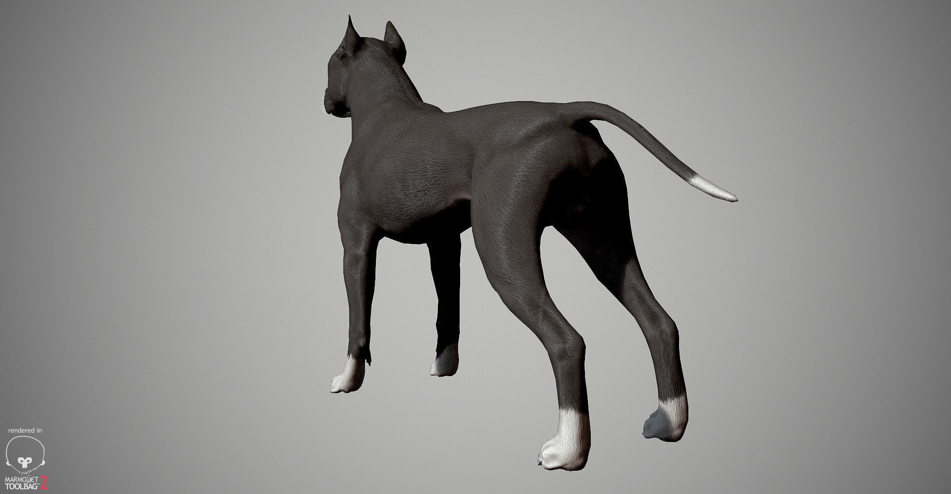 Pitbull Real-Time Low-poly 3D model_10