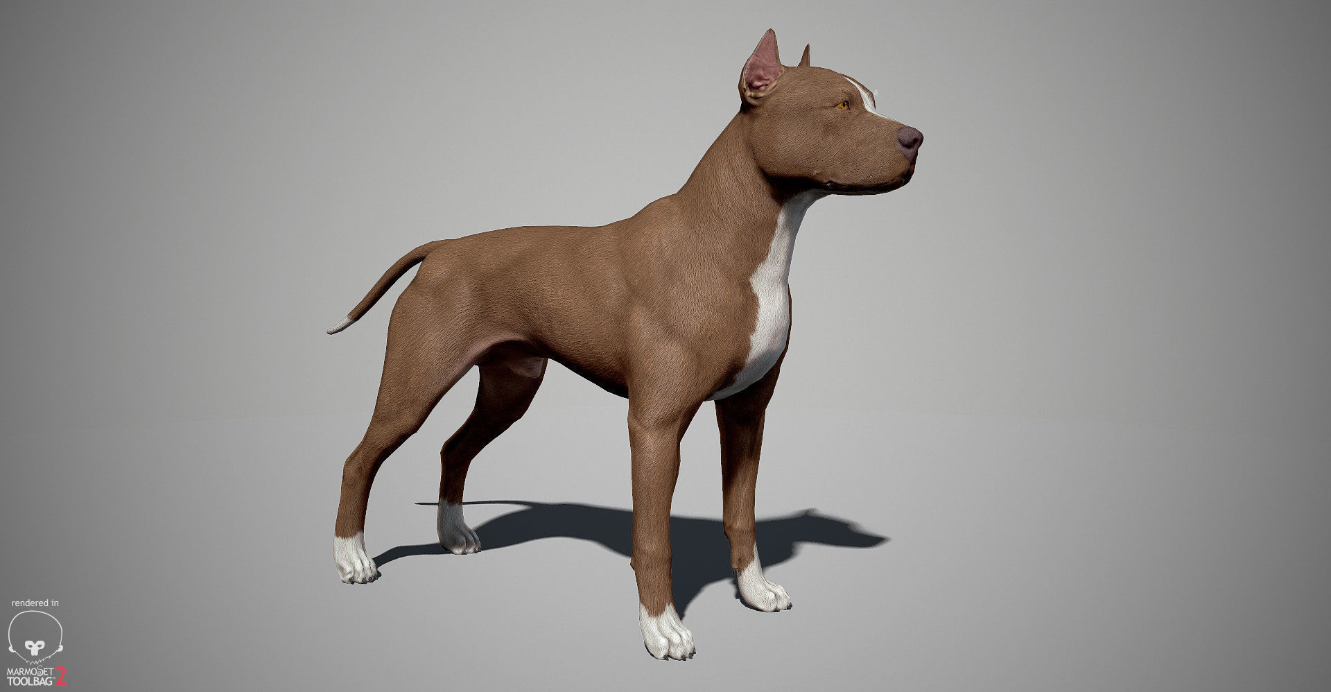 Pitbull Real-Time Low-poly 3D model_2