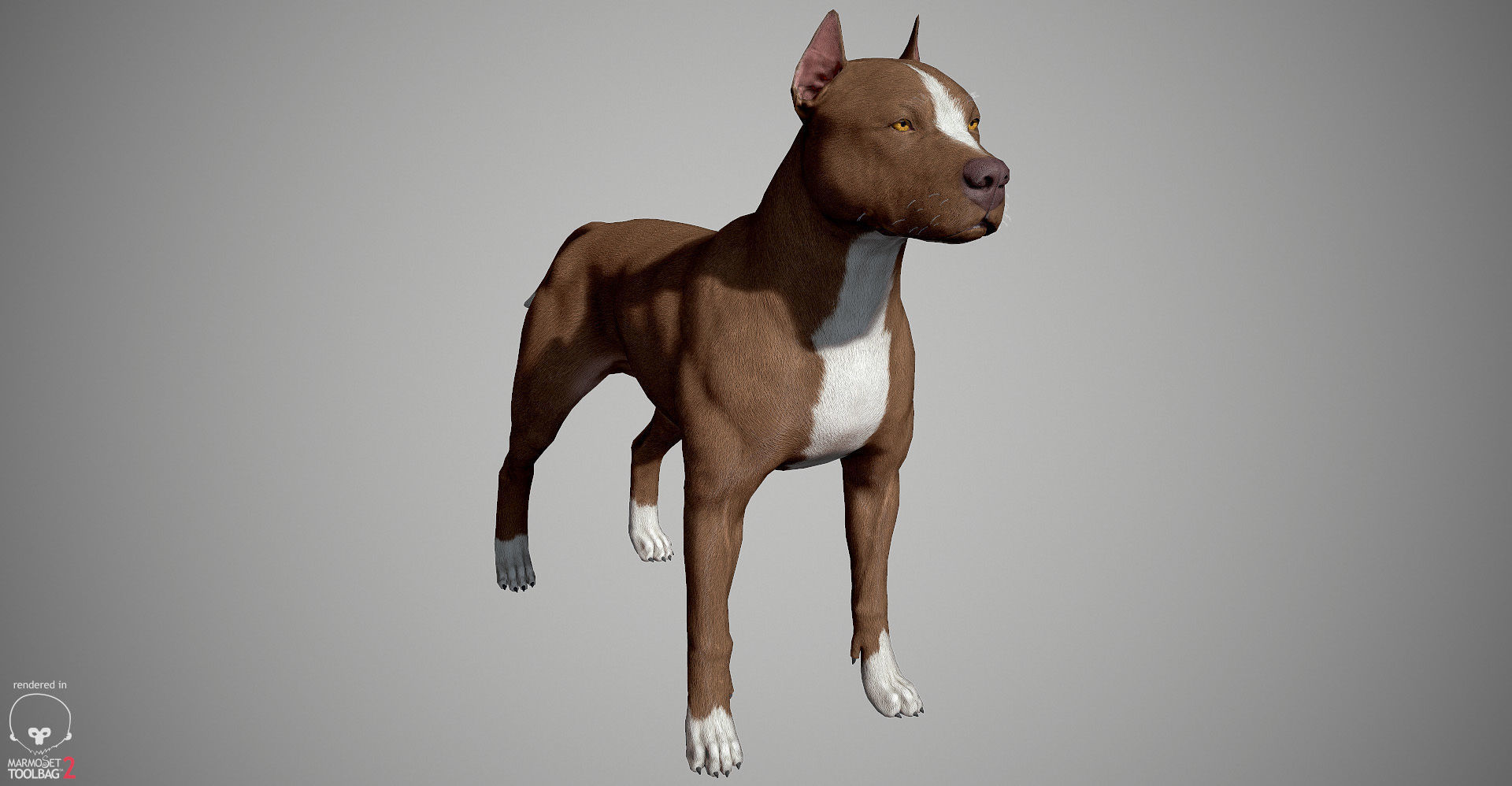 Pitbull Real-Time Low-poly 3D model_25
