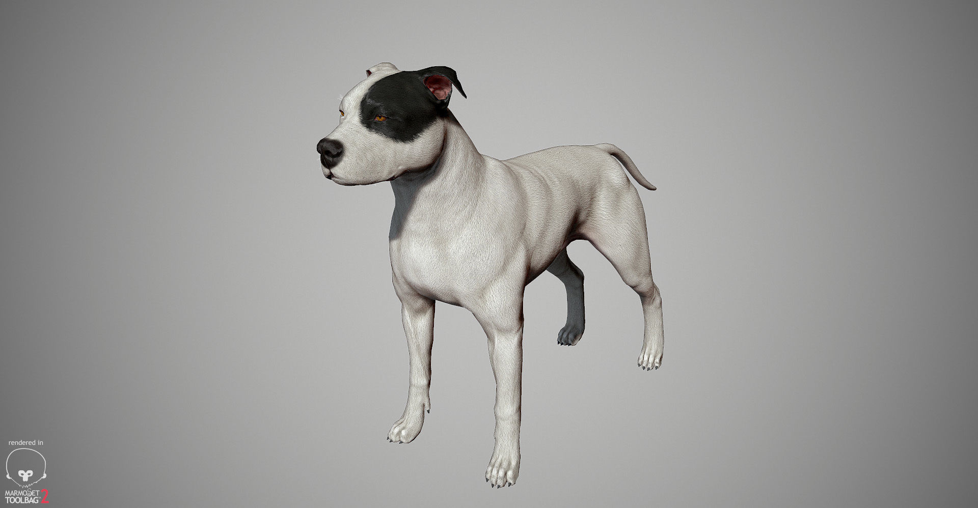 Pitbull Real-Time Low-poly 3D model_21