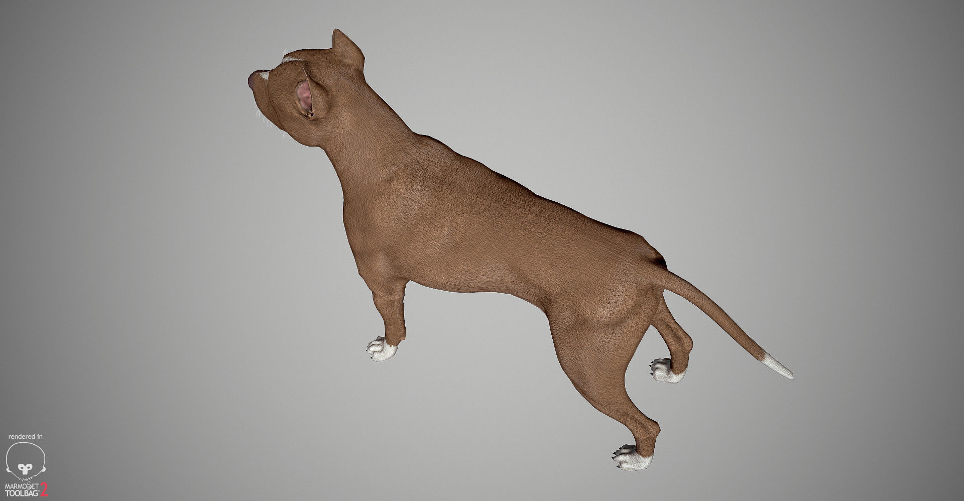 Pitbull Real-Time Low-poly 3D model_28