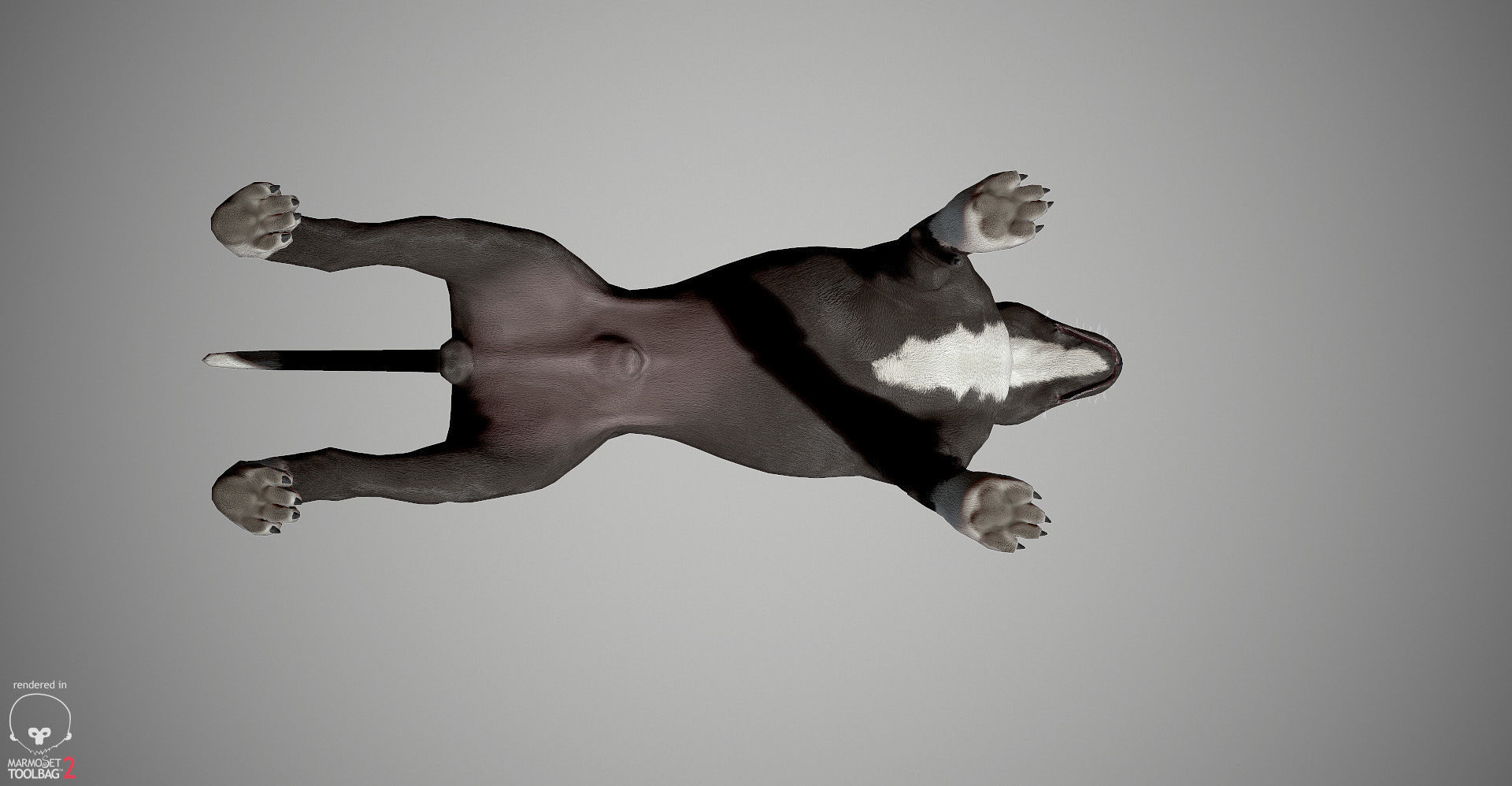 Pitbull Real-Time Low-poly 3D model_13
