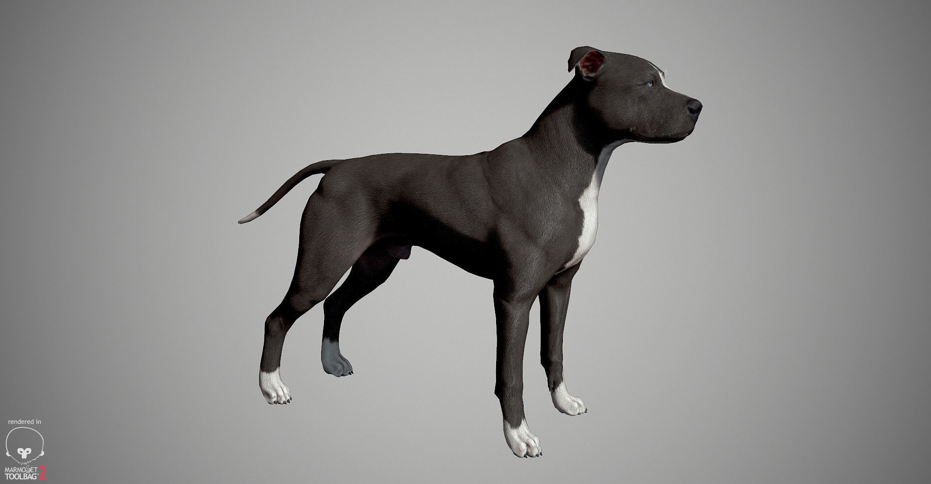 Pitbull Real-Time Low-poly 3D model_17