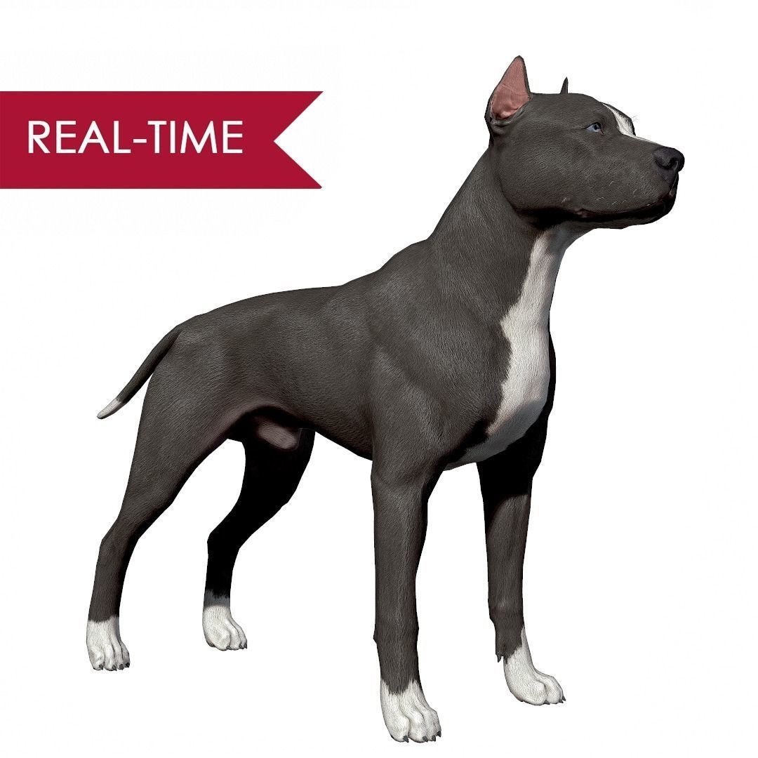 Pitbull Real-Time Low-poly 3D model_0
