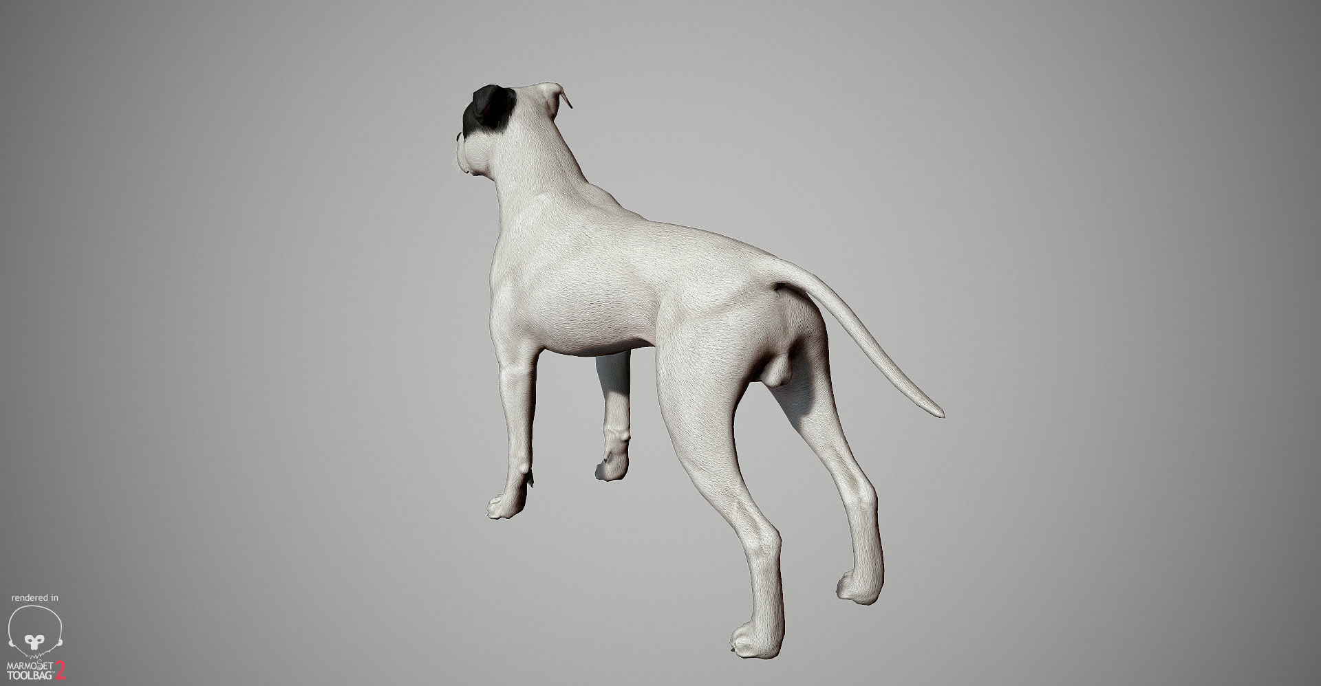 Pitbull Real-Time Low-poly 3D model_23