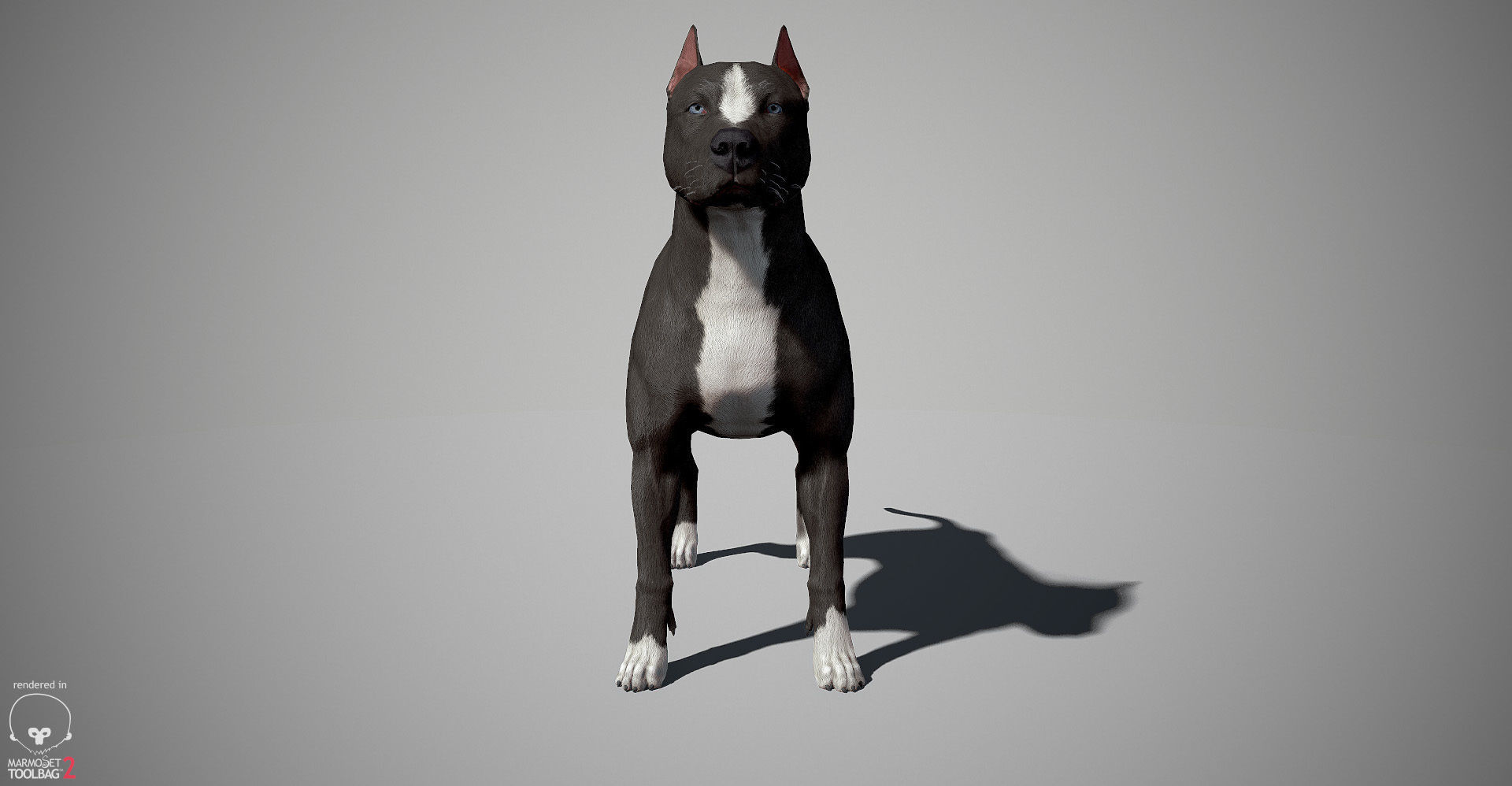 Pitbull Real-Time Low-poly 3D model_6