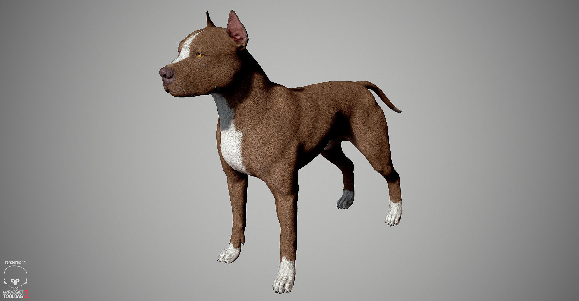 Pitbull Real-Time Low-poly 3D model_26