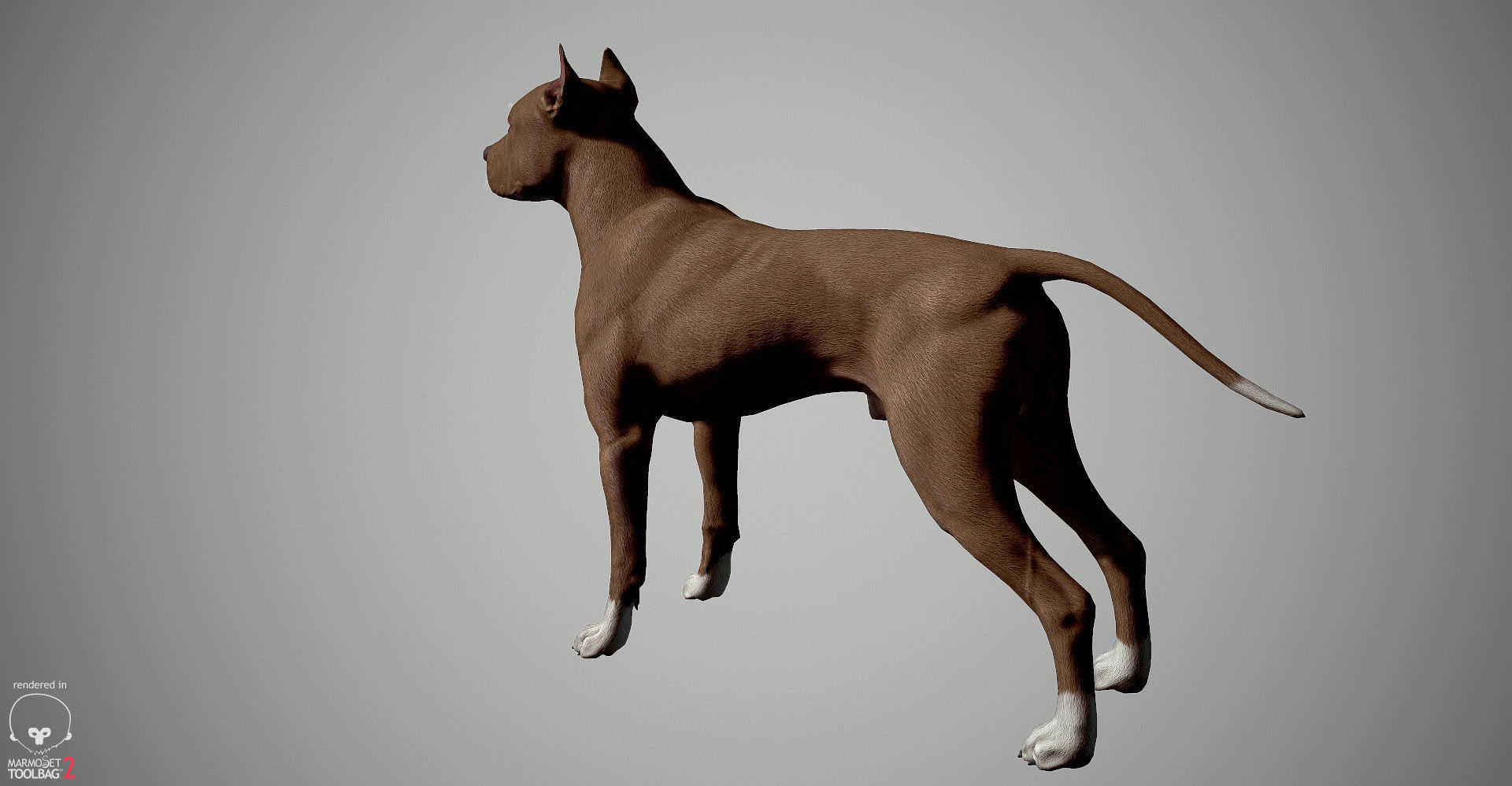 Pitbull Real-Time Low-poly 3D model_27