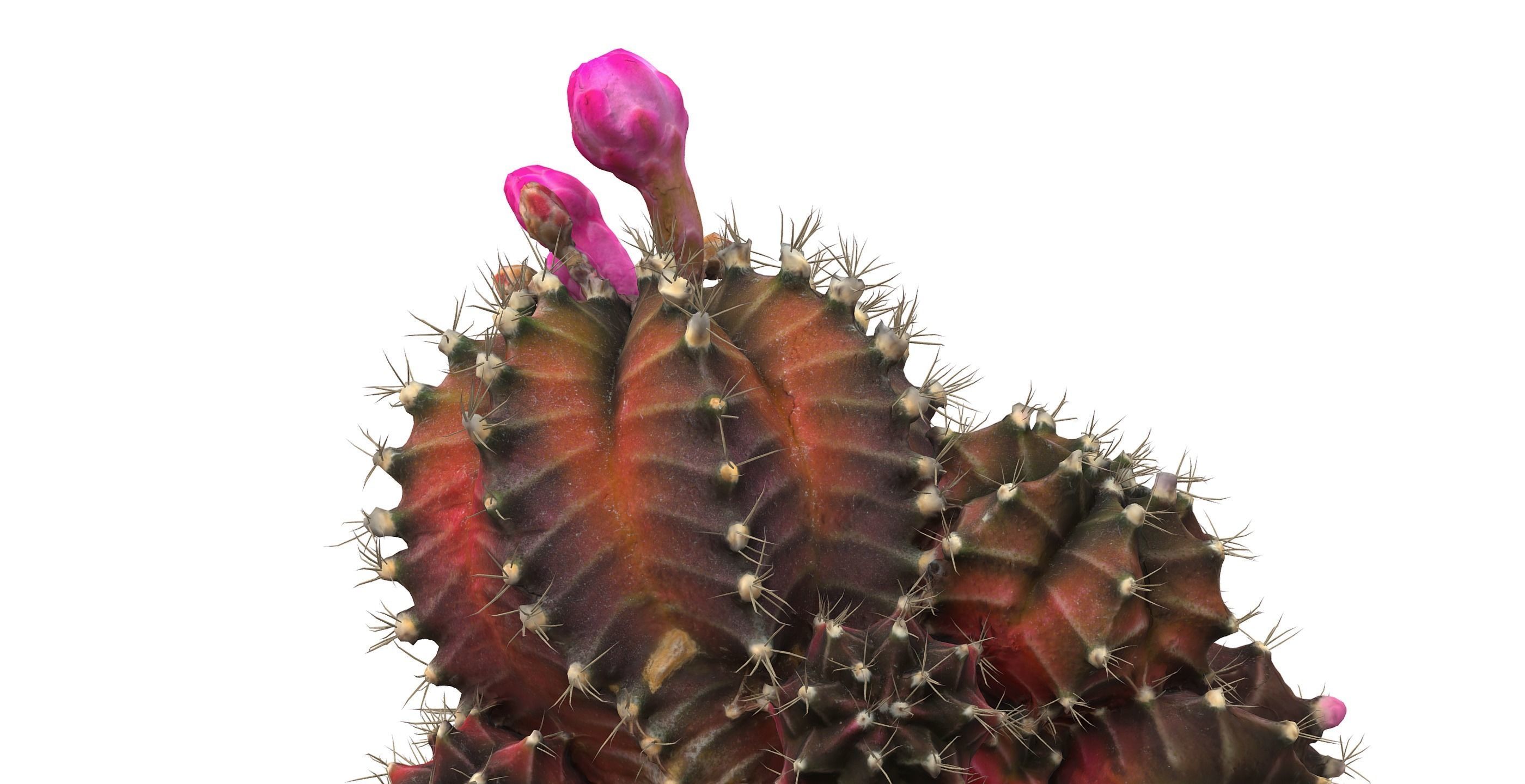 Little red cactus in a pod 3D model_7