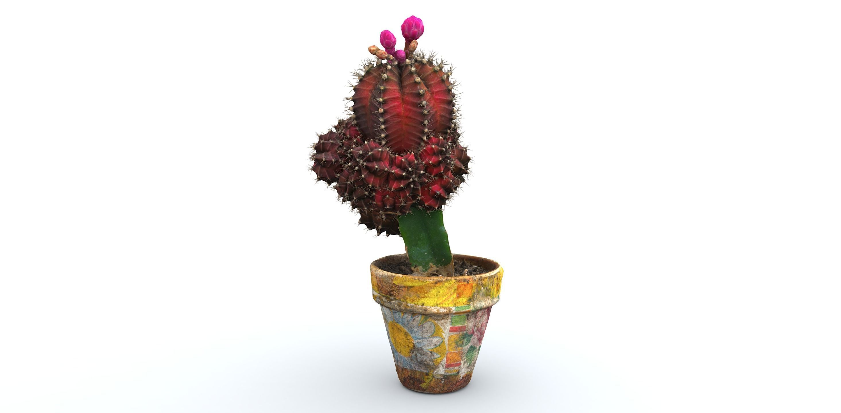 Little red cactus in a pod 3D model_1