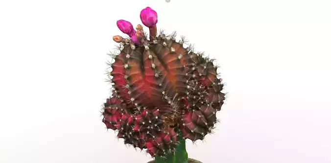 Little red cactus in a pod 3D model