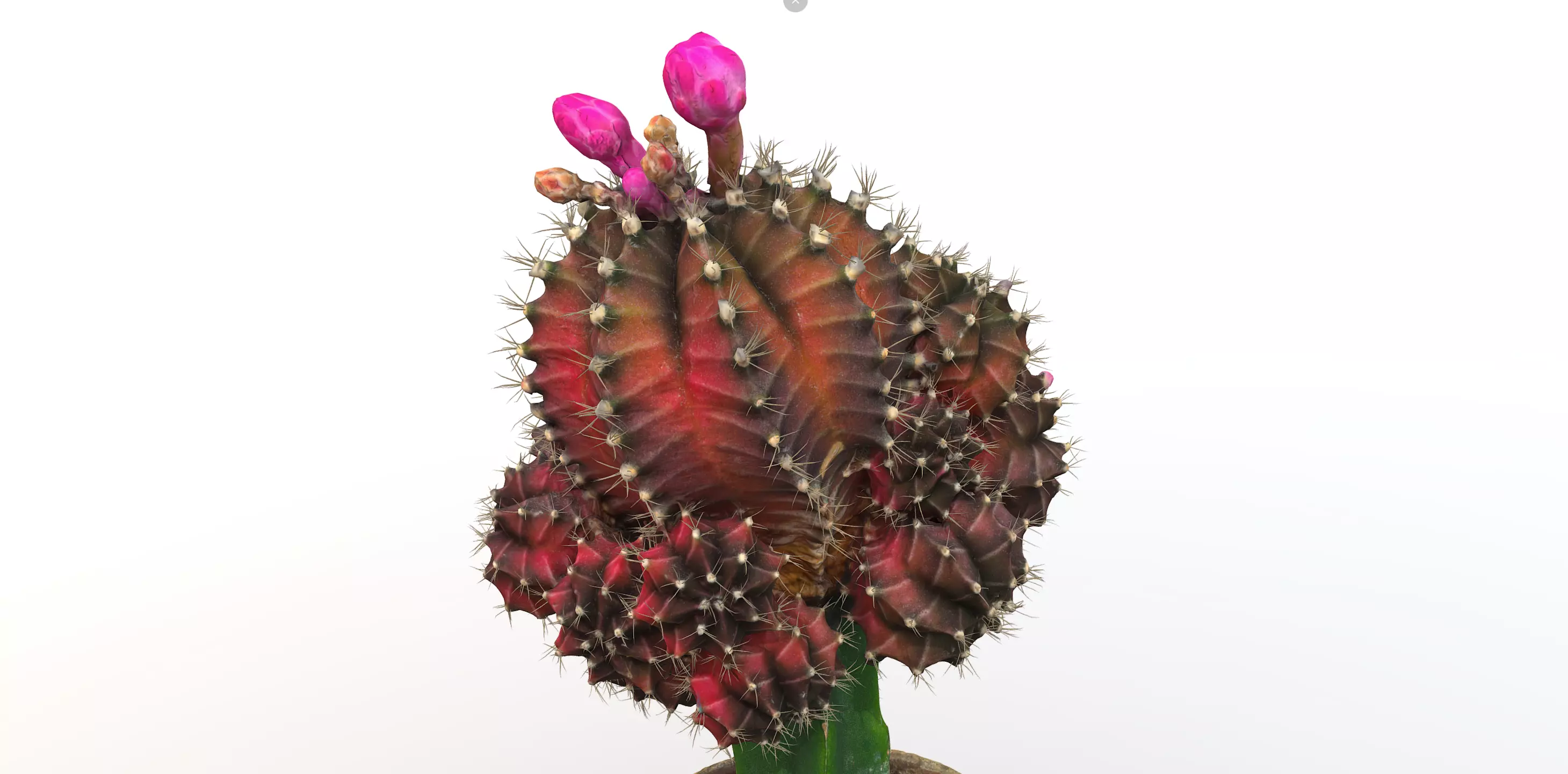 Little red cactus in a pod 3D model_0
