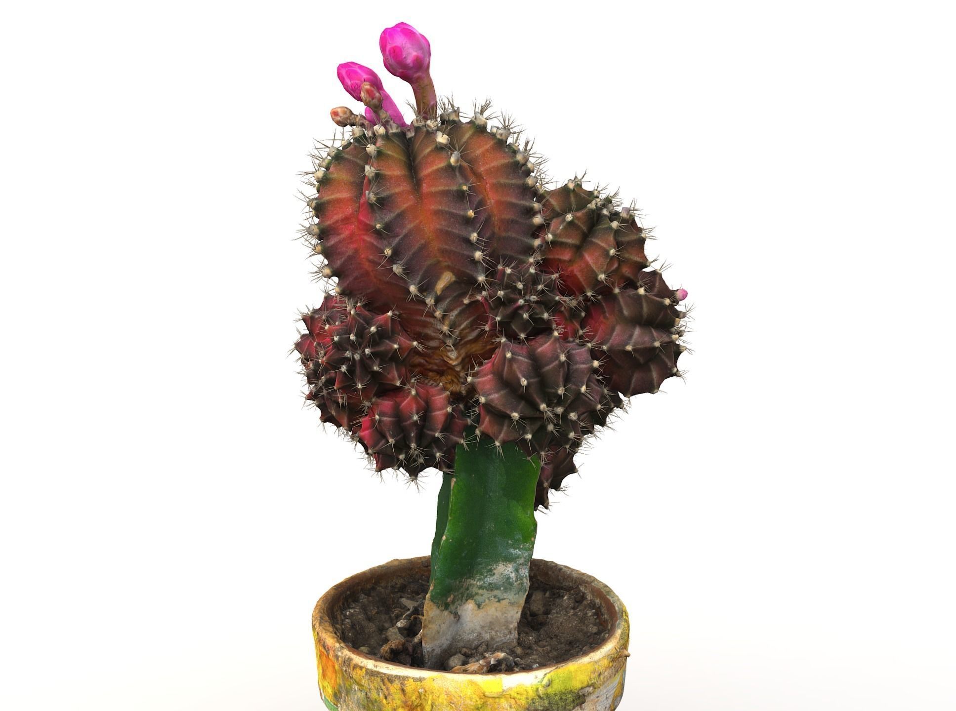 Little red cactus in a pod 3D model_4